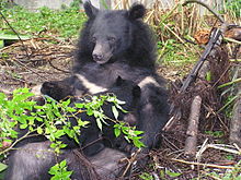 220px-Formosan_black_bear_suckling_cubs